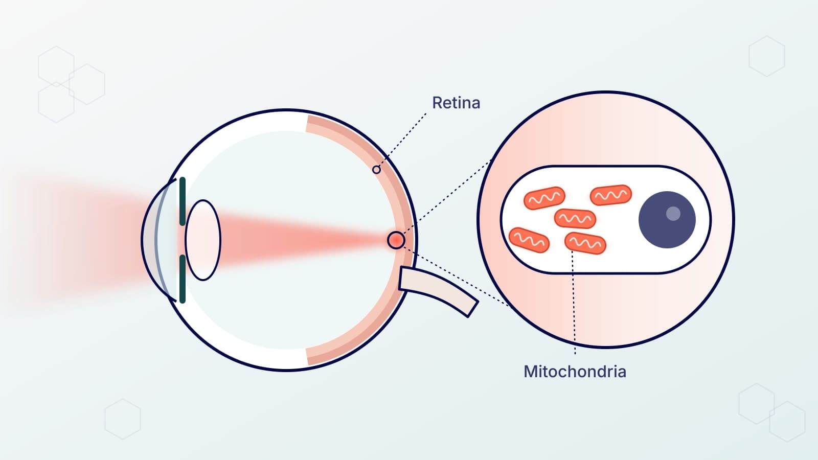 Illustration of light passing into the eye and reaching the retina at the back, with one of its cells magnified to show the mitochondria, the parts that make the cell's energy